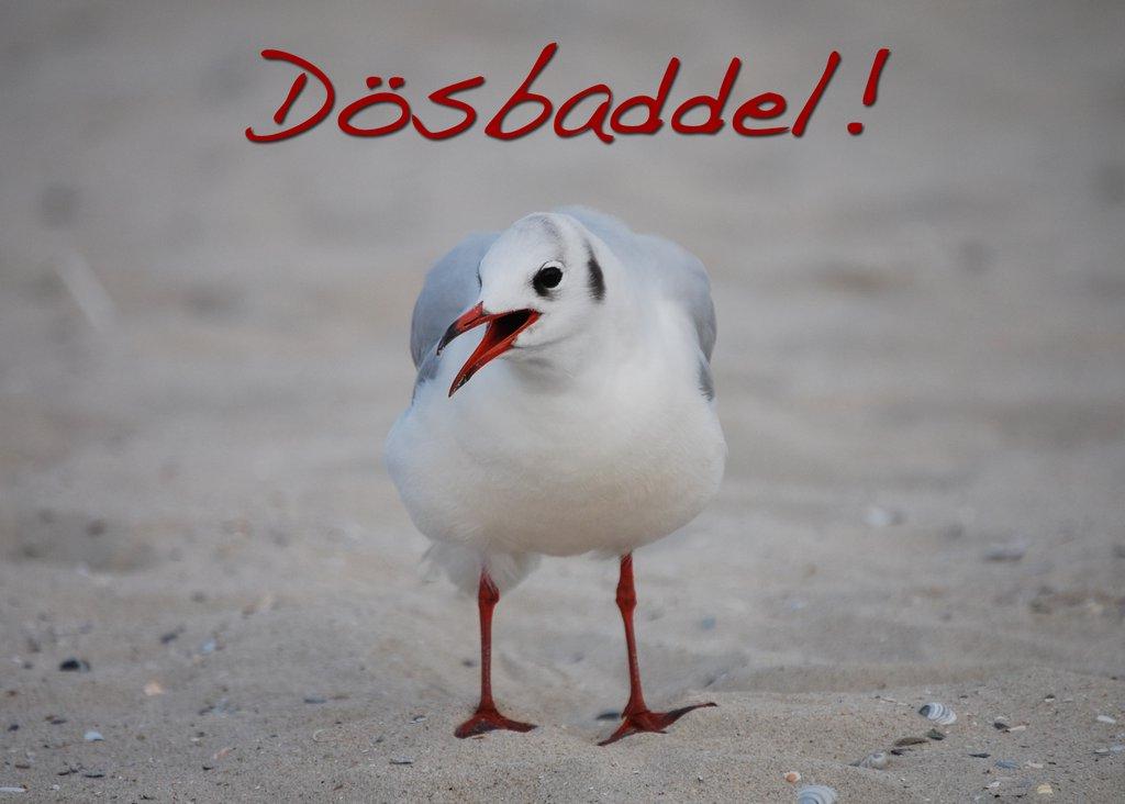 Foto-Postkarte A6 Möwe