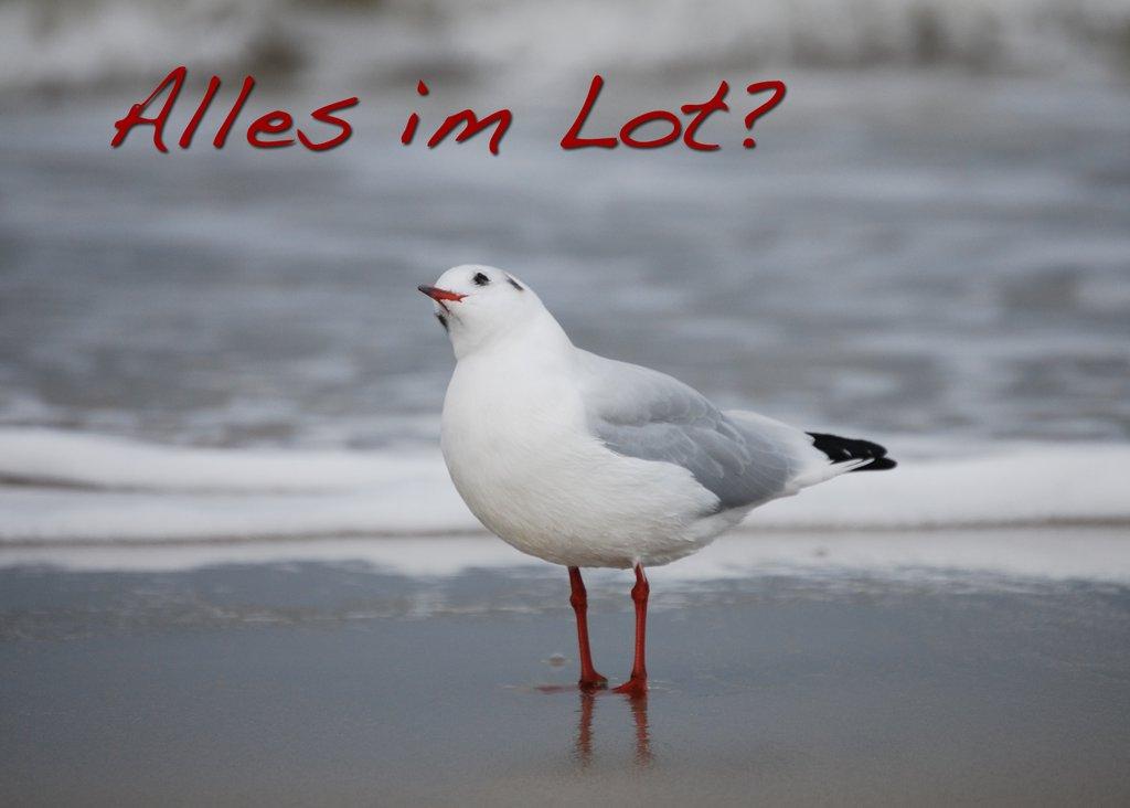 Foto-Postkarte A6 Möwe