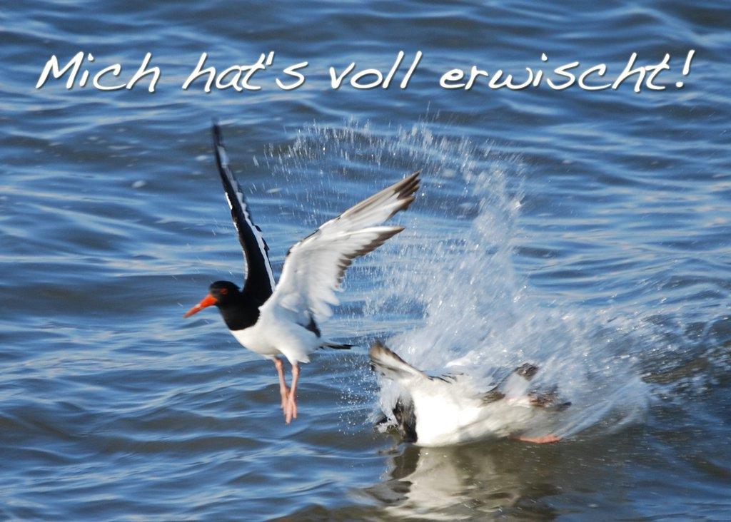 Foto-Postkarte A6 Austernfischer