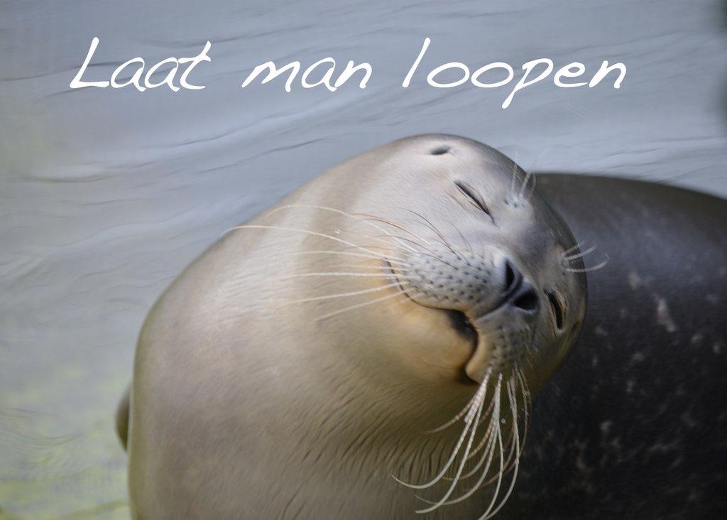 Foto-Postkarte A6 Robbe