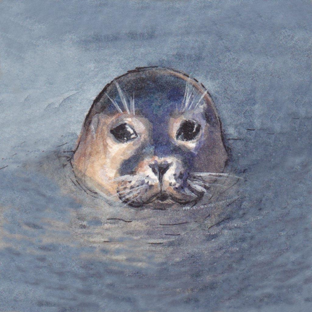 Displaytuch 15x15 cm Robbenkopf