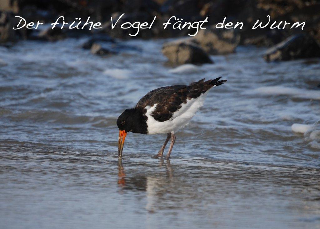 Foto-Postkarte A6 Austernfischer