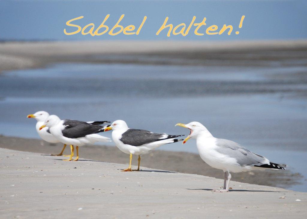 Foto-Postkarte A6 Möwen