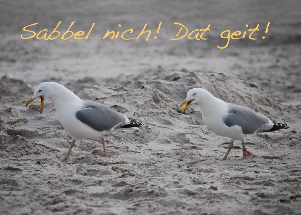 Foto-Postkarte A6 Möwen