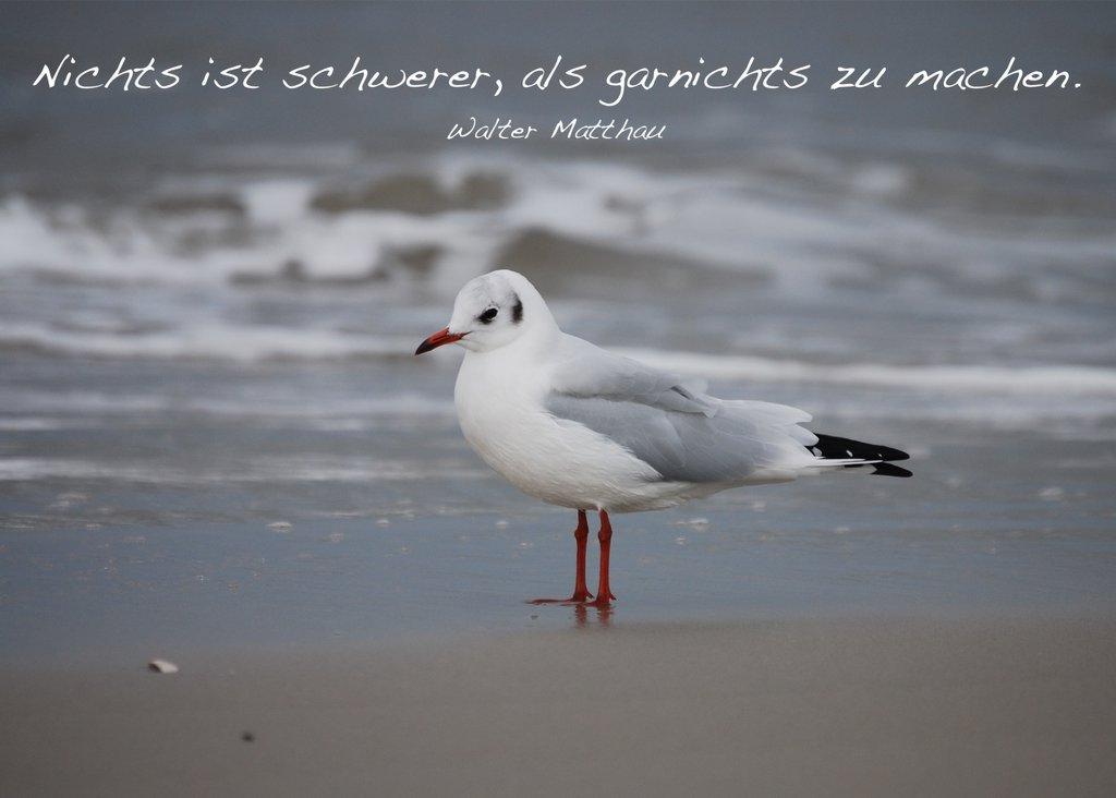 Foto-Postkarte A6 Robbe