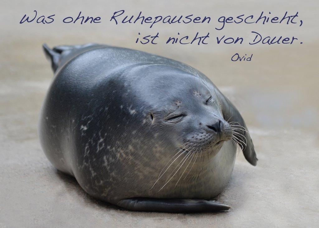 Foto-Postkarte A6 Robbe