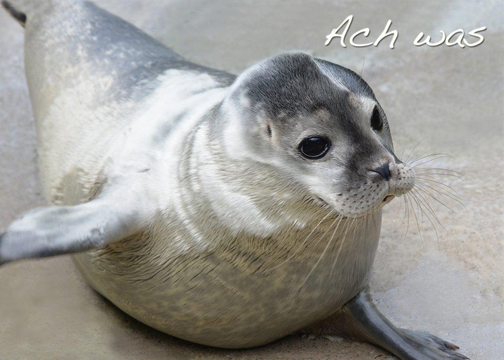 Foto-Postkarte A6 Robbe