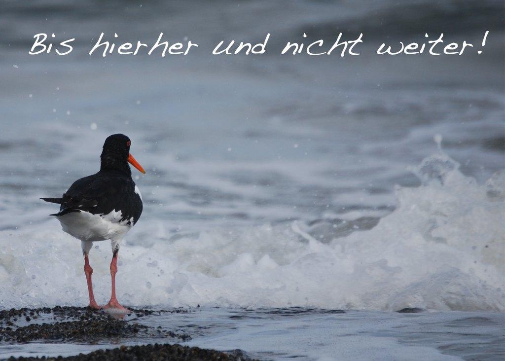 Foto-Postkarte A6 Austernfischer